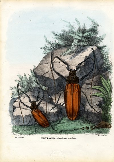 Langhornkäfer, 1863-79 von Raimundo Petraroja